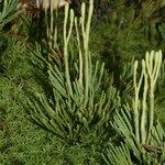 Lycopodium tristachyum Habitus