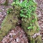 Oxalis acetosella Habitus