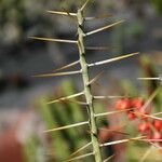 Cylindropuntia leptocaulis 整株植物