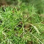 Artemisia campestris Leaf