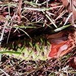 Pinus taeda Fruit