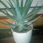 Aloe × spinosissima Hoja