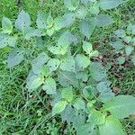Jaltomata procumbens Blatt