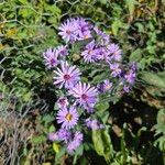 Symphyotrichum laeve Flower