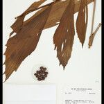 Iriartella setigera Fruit