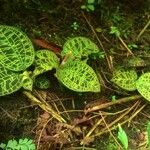 Macodes petola Leaf