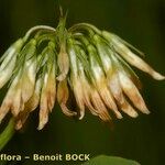 Trifolium michelianum Fruit