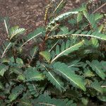 Phyllanthus urinaria Habitat