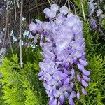 Wisteria floribundaКвітка