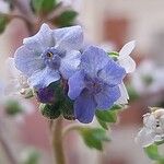 Cynoglossum amabile Blomma