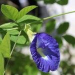 Clitoria ternatea Цвят