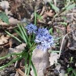 Hyacinthoides italica花