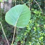 Ficus religiosa Leaf