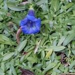 Gentiana alpina Kwiat