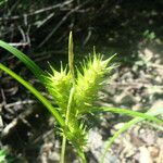 Carex lupulina Flor