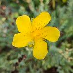 Hypericum olympicum