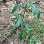 Hieracium scabrum Hoja