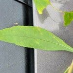 Solidago speciosa Leaf