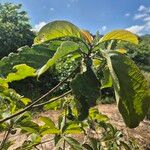 Terminalia brownii Liść