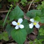 Houttuynia cordataFlower