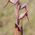 Serapias strictiflora Flower