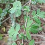 Crataegus × media Feuille