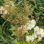 Filipendula ulmaria Ffrwyth