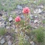 Castilleja parviflora 花
