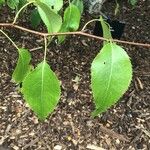Pyrus phaeocarpa Hoja