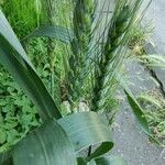 Triticum turgidum Fruto