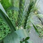 Triticum turgidum Fruit