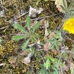 Potentilla heptaphylla Blad