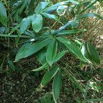 Sasa palmata 葉