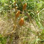 Silene ciliata Fruto
