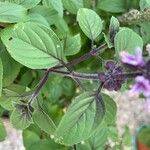 Ocimum kilimandscharicum برگ