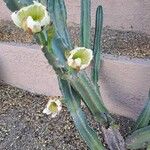 Cereus hexagonus Flower