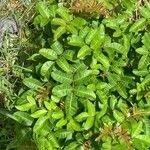 Toxicodendron diversilobum Hoja
