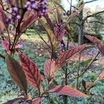 Callicarpa kwangtungensis Hoja