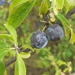 Prunus spinosa Fruit