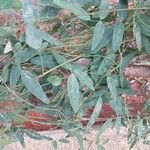 Kennedia coccinea 葉