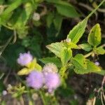 Ageratum conyzoides Лист