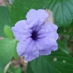 Ruellia tuberosa फूल