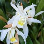 Coelogyne nervosa Flor