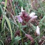 Pedicularis sylvatica Květ