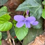 Viola reichenbachiana Kwiat