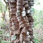 Neea theifera Bark