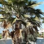 Washingtonia robusta 整株植物