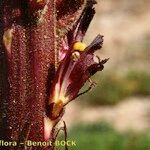 Orobanche foetida Gyümölcs