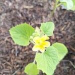 Cucumis meloFlower