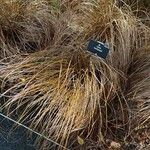 Carex buchananii Leaf